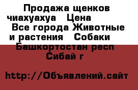 Продажа щенков чиахуахуа › Цена ­ 12 000 - Все города Животные и растения » Собаки   . Башкортостан респ.,Сибай г.